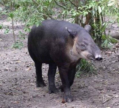 Quais os animais mais exóticos do Brasil?
