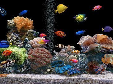 Como comprar peixes ornamentais?