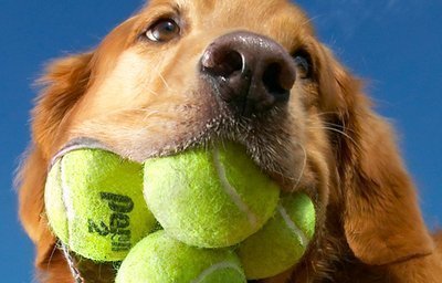 10 Animais e seus recordes mundiais!