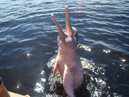 Quais os animais mais exóticos do Brasil?