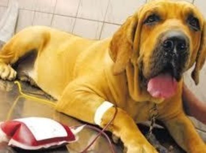 Animais para doação de sangue! Você sabia disso? - Estimação