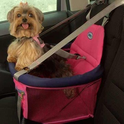 Como transportar um animal dentro do carro?