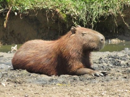 Quais os animais mais exóticos do Brasil?