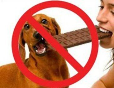 Chocolate faz mal pra cachorro?