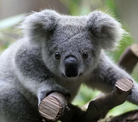 Os 10 filhotes mais lindos do mundo!