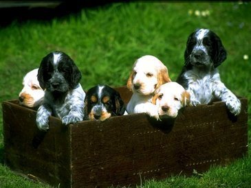 Como dividir os filhotes de cachorro?