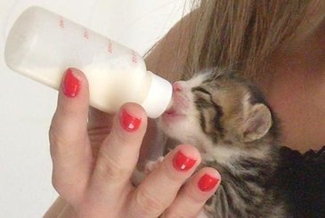 Como cuidar de Filhotes de Gato?