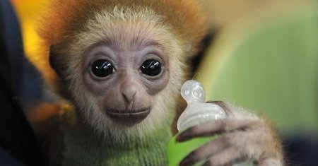 Os 10 filhotes mais lindos do mundo!