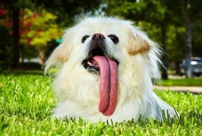 10 Animais e seus recordes mundiais!