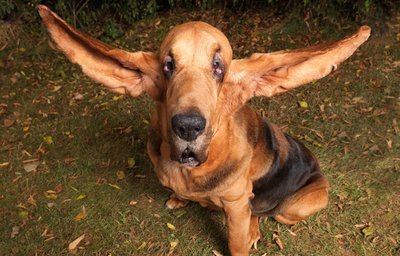 10 Animais e seus recordes mundiais!