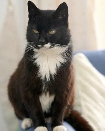 10 Animais e seus recordes mundiais!