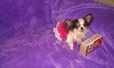 10 Animais e seus recordes mundiais!