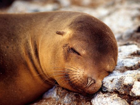 Os 10 filhotes mais lindos do mundo!