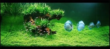 Enfeites e plantas para aquário!