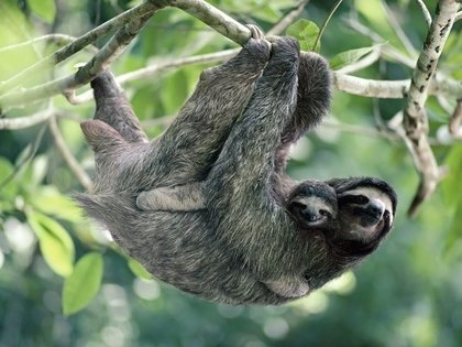 Quais os animais mais exóticos do Brasil?