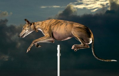 10 Animais e seus recordes mundiais!