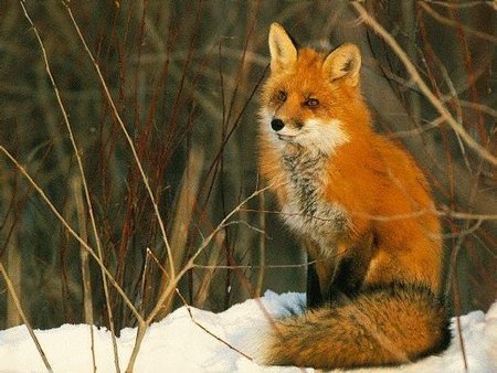 Os 10 filhotes mais lindos do mundo!