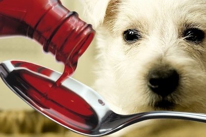 Perigos dos remédios humanos para os animais!