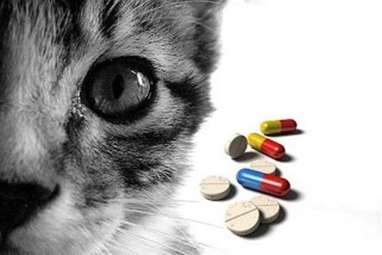 Perigos dos remédios humanos para os animais!