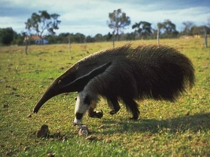 Quais os animais mais exóticos do Brasil?