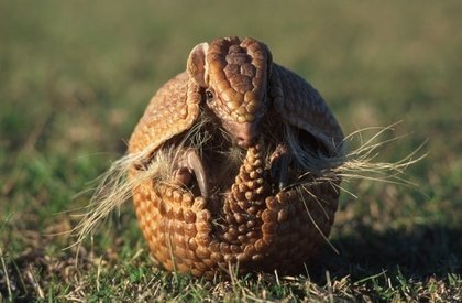 Quais os animais mais exóticos do Brasil?