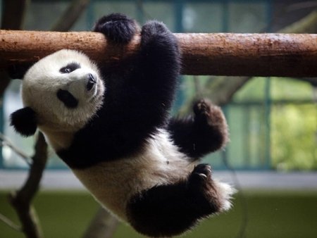 Os 10 filhotes mais lindos do mundo!