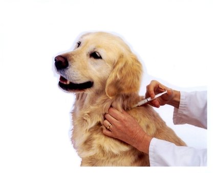 Tabela completa de vacinas para cães