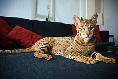 Quais os animais mais caros do mundo?