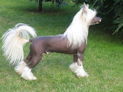 Quais os Animais mais caros do mundo?
