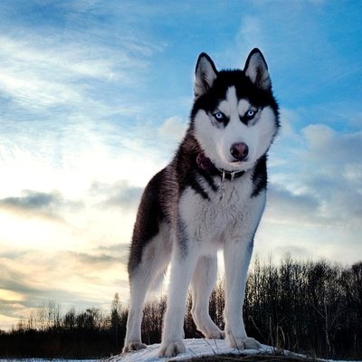 Tudo sobre a raça Husky Siberiano