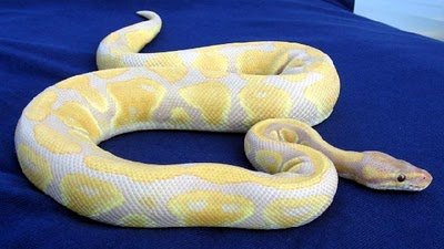 Quais os animais mais caros do mundo?