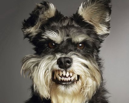 Como lidar com as atitudes agressivas do seu cão