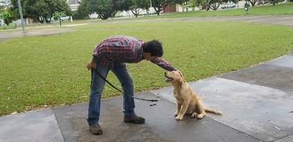 Como o comportamento do dono altera o do animal?
