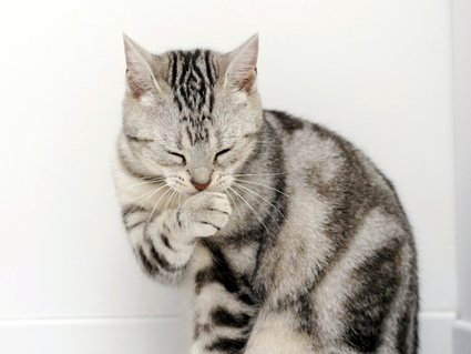 Tudo sobre gatos e bolas de pelo