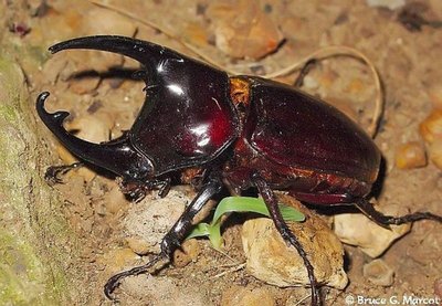 Quais os animais mais caros do mundo?