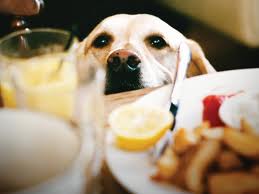 Como cuidar do seu animal nos dias de festas?
