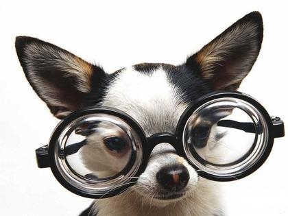 Seu cachorro ainda enxerga bem?