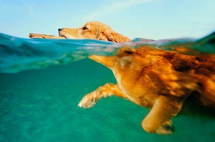 Como agir se o cão se afogar?