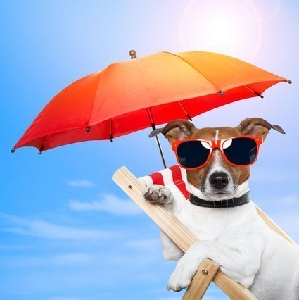 Como cuidar de seu cachorro no verão?