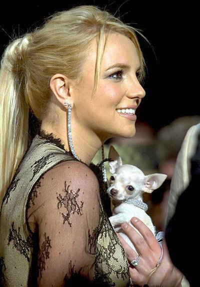 Animais de estimação dos famosos e celebridades!