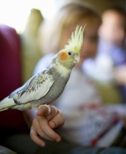 Como cuidar de aves de estimação?