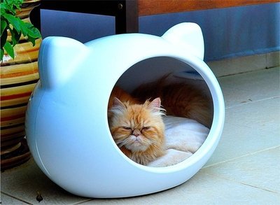 Como ensinar o gato dormir na caminha?