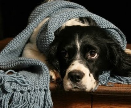 Como cuidar do cão no inverno?