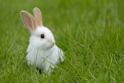 Você tem condições de ter um coelho?