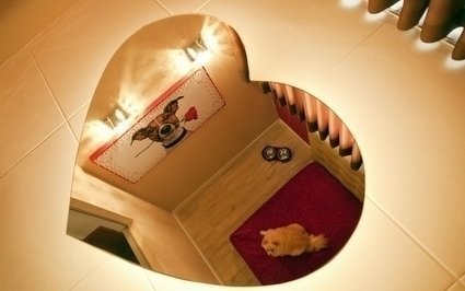 Como são os quartos do motel para cachorro?