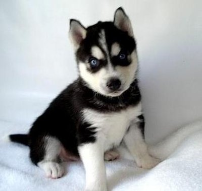 Características físicas do Husky Siberiano