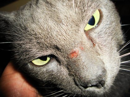 Focinho do animal ferido, o que pode ser?