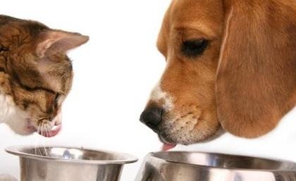 Como fazer se seu animal de estimação enjoar da ração?