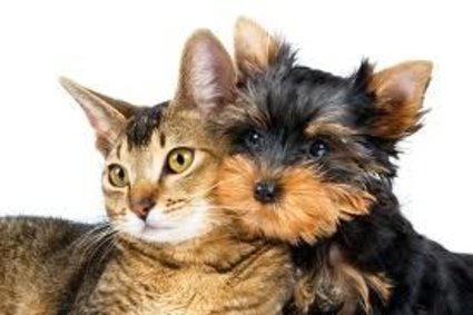 Cães e gatos? Diferenças de comportamento?