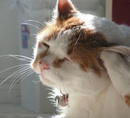 Gato coçando o ouvido